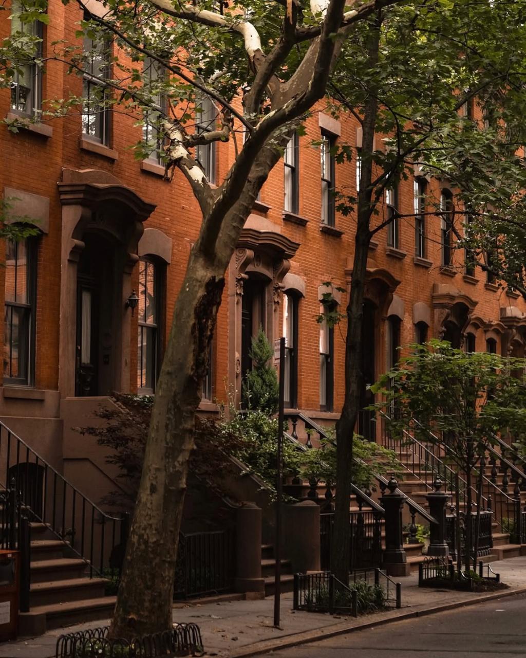 A tree-lined city street